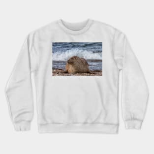 A common seal at Portgordon Scotland Crewneck Sweatshirt